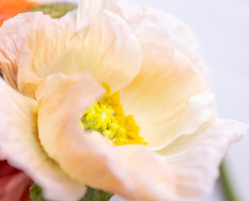 Florence_Stoiber_0065