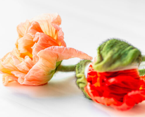 Mohn