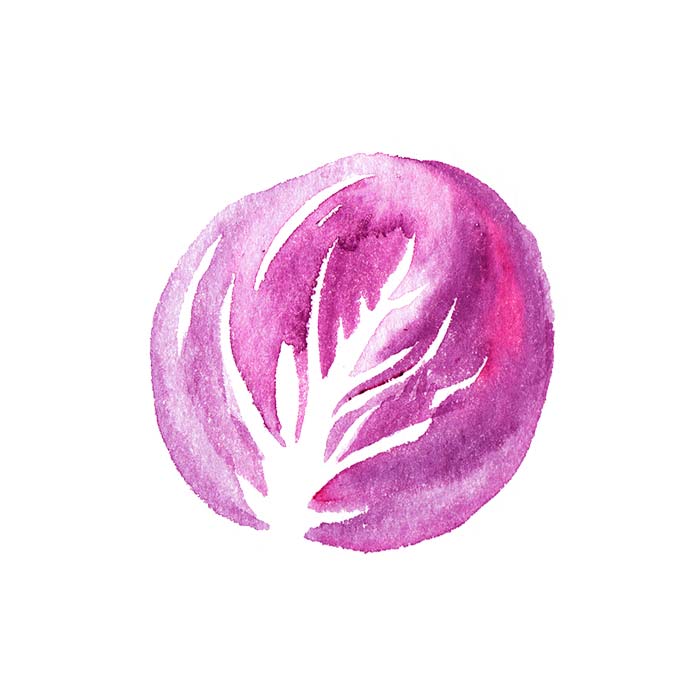 mit Aquarell gemalter Radicchio